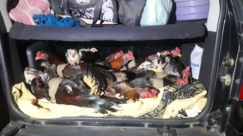 Dupla é multada em R$ 126 mil após polícia encontrar 42 aves dentro de porta-malas