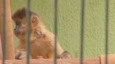 Macacos são encontrados mortos no zoológico de Araçatuba