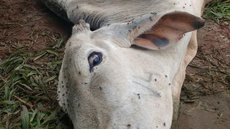Polícia Ambiental multa dono de sítio em R$ 140 mil por deixar gado agonizando em pasto