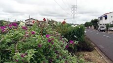 Moradores transformam terrenos ocupados por entulho e mato alto em jardins