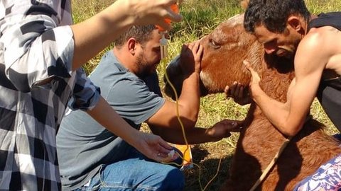 Cavalo que sofria maus-tratos e era obrigado a beber pinga se recupera após ser resgatado por voluntários