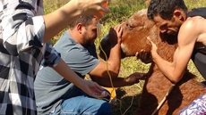 Cavalo que sofria maus-tratos e era obrigado a beber pinga se recupera após ser resgatado por voluntários