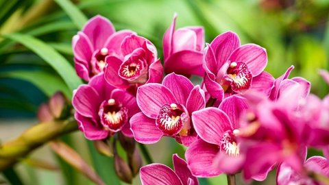 Festival de orquídeas de São Roque apresenta flores típicas da época