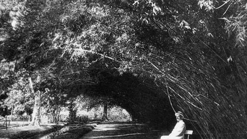 Imagem Jardim Botânico do Rio expõe imagens da missão belga de 1922 ao Brasil