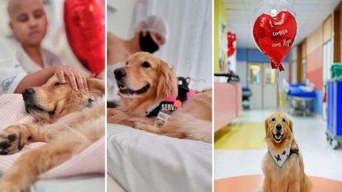 Inca retoma Terapia Assistida por Animais com a cadela Hope