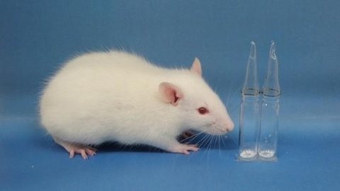 Relatório americano inédito prova que ondas de celulares causam câncer em ratos