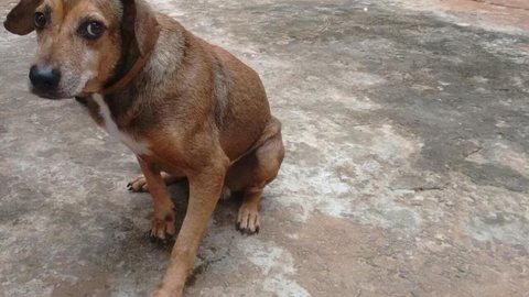 Justiça proíbe eutanásia de cachorro diagnosticado com leishmaniose