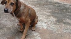 Justiça proíbe eutanásia de cachorro diagnosticado com leishmaniose