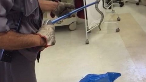 Jardineiro picado por cascavel leva animal até hospital em Marília
