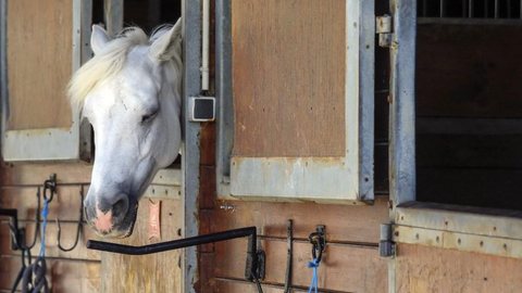 Mutilações de cavalos intrigam polícia da França; até 30 podem ter ocorrido, diz ministro