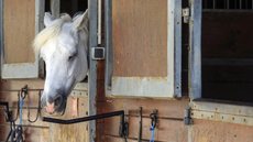 Mutilações de cavalos intrigam polícia da França; até 30 podem ter ocorrido, diz ministro