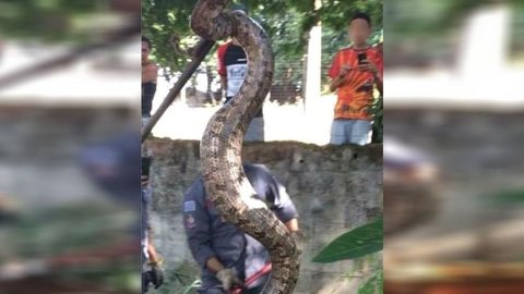 Jiboia de dois metros de comprimento é capturada em bairro de Ilha Solteira
