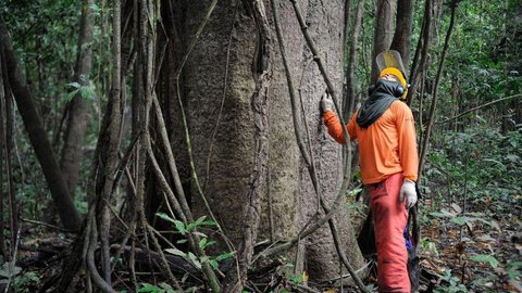 Florestas entram em lista de concessões à iniciativa privada