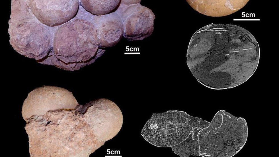 Fósseis brasileiros ajudam a entender como viviam os dinossauros