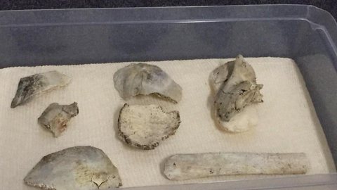 Crânio de Luzia é encontrado nos escombros do Museu Nacional, dizem pesquisadores