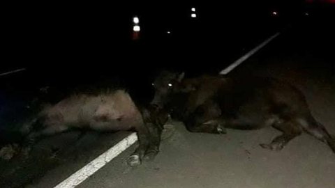 Búfalos soltos na pista causam acidente entre três veículos em Getulina