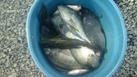Peixes são encontrados mortos em fonte de praça em Pereira Barreto