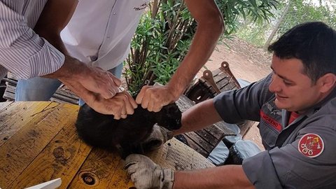 Gato prende a cabeça em carretel e é socorrido pelos bombeiros em Tupã
