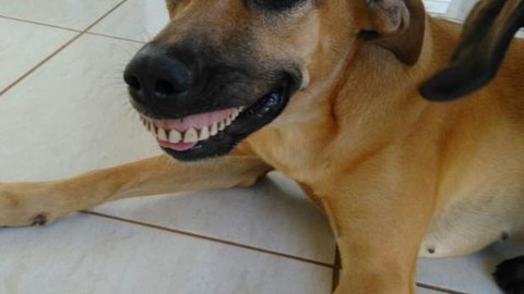 Cachorra flagrada com sorriso de dentadura vira meme na internet