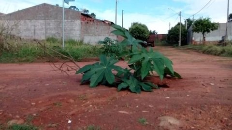 Pé de mamona é ‘plantado’ em buraco para alertar motoristas em Nova Granada