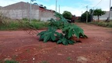 Pé de mamona é ‘plantado’ em buraco para alertar motoristas em Nova Granada