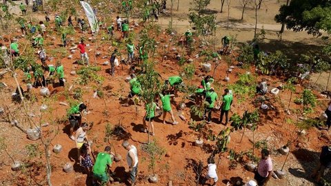 Verdejando terá grandes mutirões de plantio neste sábado em São Paulo e Brasília