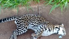 Onça jaguatirica é encontrada morta às margens de rodovia em Meridiano