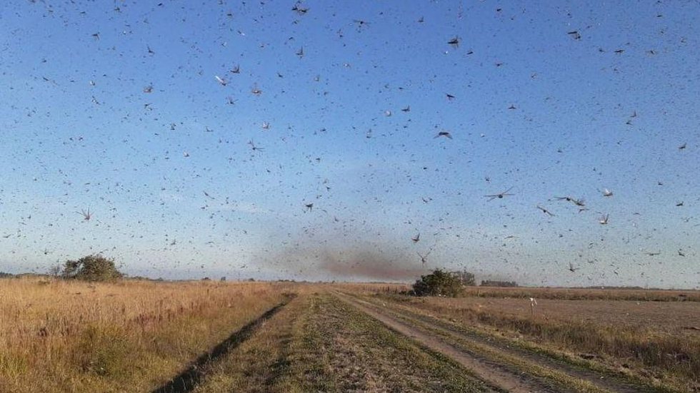 Governo traça diretrizes para eventual combate a gafanhotos no país