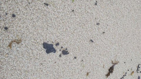 Litoral cearense tem 64 praias com manchas de óleo