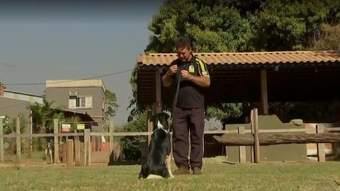 Adestramento pode fortalecer laços entre cães e donos e ajuda no comportamento do pet