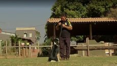 Adestramento pode fortalecer laços entre cães e donos e ajuda no comportamento do pet