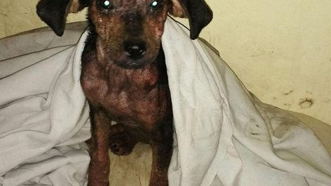 Cuidadora faz campanha para tratamento de cão resgatado coberto de óleo