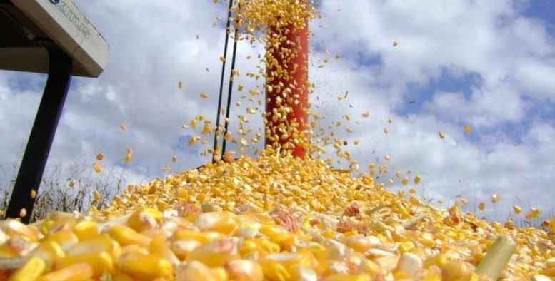 Exportação de milho ganha impulso no Brasil, afirma Cauê Lopes Martins, presidente da Bratrading