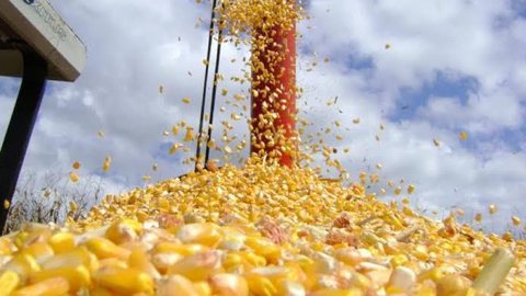 Exportação de milho ganha impulso no Brasil, afirma Cauê Lopes Martins, presidente da Bratrading