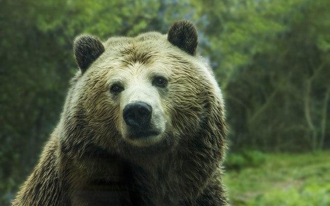 “Perturbador”: Pai ouve filha sendo morta por urso no Canadá