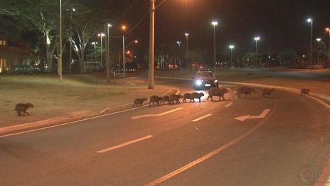 ‘Família’ de capivaras rouba a cena ao parar o trânsito em avenida de Rio Preto