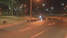 ‘Família’ de capivaras rouba a cena ao parar o trânsito em avenida de Rio Preto