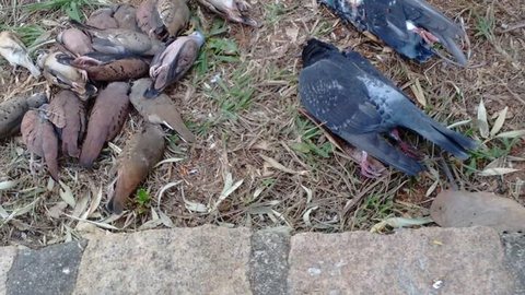 Mais de 20 pássaros são encontrados mortos em praça de Jundiaí