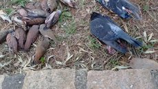 Mais de 20 pássaros são encontrados mortos em praça de Jundiaí