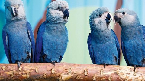 Filhotes de araras-azuis chegam ao Brasil