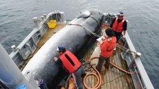 Japão deixa comissão que protege baleias e anuncia volta da caça comercial
