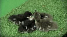 Casal de pato ameaçado de extinção se reproduz pela primeira vez em cativeiro