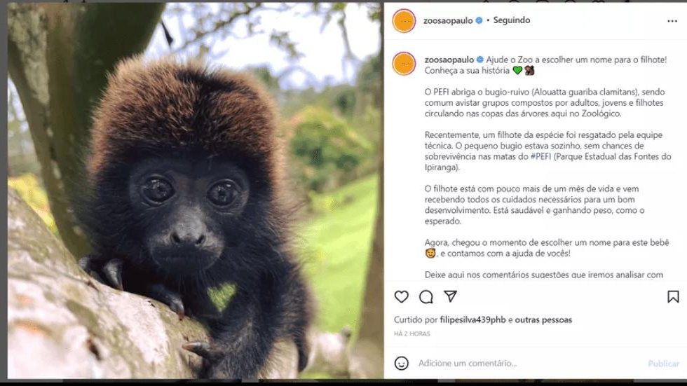 Zoológico de SP lança campanha para escolher nome de filhote de bugio que se perdeu da mãe em mata