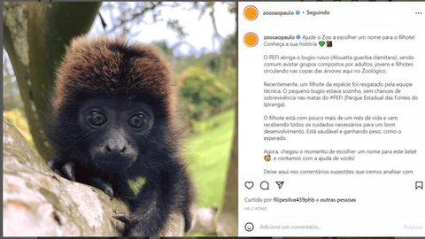 Zoológico de SP lança campanha para escolher nome de filhote de bugio que se perdeu da mãe em mata