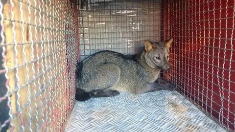 Bombeiros resgatam raposa em condomínio residencial de Marília