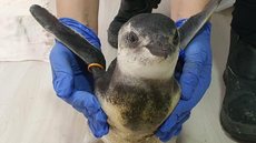 Começa temporada 2021 de pinguins na costa das regiões Sul e Sudeste