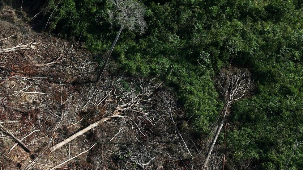 Amazônia bate novo recorde nos alertas de desmatamento em junho
