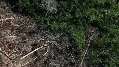 Ações contra desmatamento começaram tarde, diz Mourão