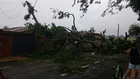 Árvore cai sobre casa e interrompe trânsito em rua de José Bonifácio