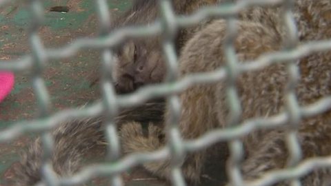 Medo da febre amarela pode ser causa de ataques a macacos em Rio Preto